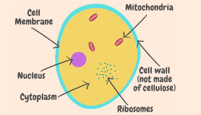 Structure of Fungi showing hyphae, sporangium, and spores