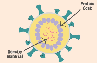 Structure of a Virus showing genetic material and protein coat
