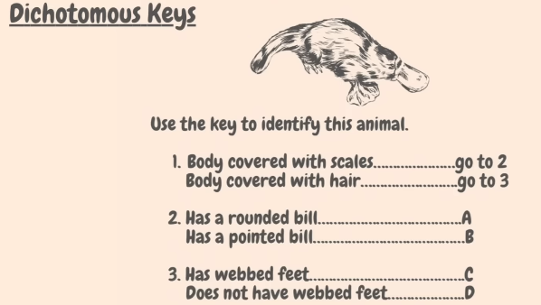 Example of a Dichotomous Key flow chart